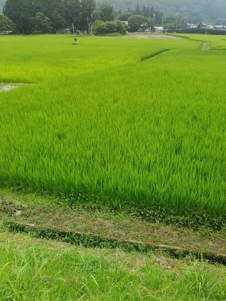 田んぼの稲も 緑が濃くなってきました たかお農機店